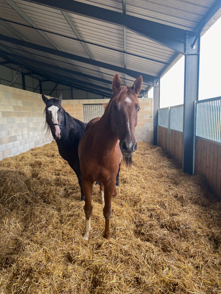 Ecurie toulouse Pension chevaux Toulouse pensions chevaux pensions chevaux montjoire Ecurie sport pension pré Toulouse