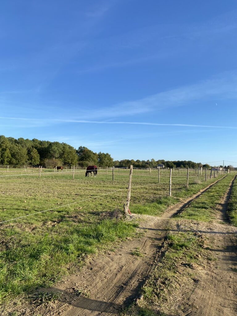 Ecurie toulouse Pension chevaux Toulouse pensions chevaux pensions chevaux montjoire Ecurie sport pension pré Toulouse